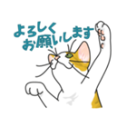 NO CAT NO LIFE サトヲ猫スタンプ（個別スタンプ：14）