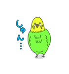 インコちゃんの人間言葉（個別スタンプ：9）