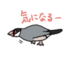 桜文鳥チャッピー（個別スタンプ：21）