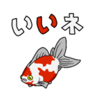 金魚！（個別スタンプ：4）