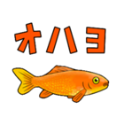 金魚！（個別スタンプ：5）