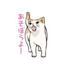 猫又スタンプ（個別スタンプ：29）