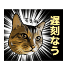 猫田風太郎ですが何か。（個別スタンプ：15）