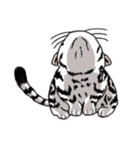 American Shorthair Cats-2（個別スタンプ：3）