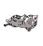 American Shorthair Cats-2（個別スタンプ：5）