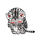 American Shorthair Cats-2（個別スタンプ：6）