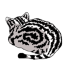 American Shorthair Cats-2（個別スタンプ：18）