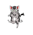 American Shorthair Cats-2（個別スタンプ：34）