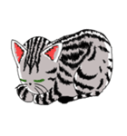 American Shorthair Cats-2（個別スタンプ：39）