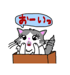 ハコネコめいちゃん  文字付きねこスタンプ（個別スタンプ：6）