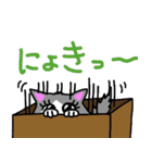 ハコネコめいちゃん  文字付きねこスタンプ（個別スタンプ：29）