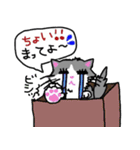 ハコネコめいちゃん  文字付きねこスタンプ（個別スタンプ：34）