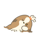 Dino the fab Shih Tzu dog（個別スタンプ：34）