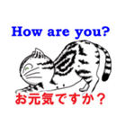 猫で会話 英単語 初級（個別スタンプ：40）