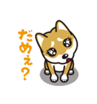 犬種別スタンプ⑧ 柴犬（赤毛）（個別スタンプ：23）