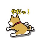 犬種別スタンプ⑧ 柴犬（赤毛）（個別スタンプ：34）