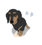 Cute Dachshund！！（個別スタンプ：19）