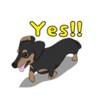 Cute Dachshund！！（個別スタンプ：29）