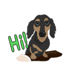 Cute Dachshund！！（個別スタンプ：31）