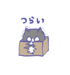 箱入り猫（個別スタンプ：37）