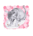 My cat Tama's stickers [For English]（個別スタンプ：14）