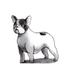 French Bulldog in the house  part1（個別スタンプ：27）