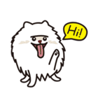 Cute Pomeranians（個別スタンプ：1）