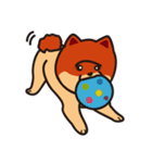 Cute Pomeranians（個別スタンプ：34）