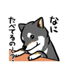 柴犬スタンプ2～黒柴～（個別スタンプ：20）