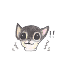 Life of Chihuahua(English)（個別スタンプ：29）