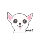 Life of Chihuahua(English)（個別スタンプ：30）