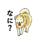 犬の日常。（個別スタンプ：39）