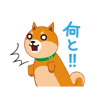 柴犬「ムサシ」（個別スタンプ：8）