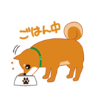 柴犬「ムサシ」（個別スタンプ：29）