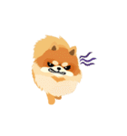 17 PomPom Dog（個別スタンプ：35）