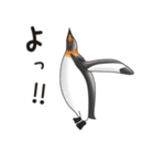 ペンギンづくし。（個別スタンプ：13）