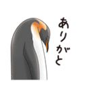 ペンギンづくし。（個別スタンプ：14）