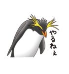 ペンギンづくし。（個別スタンプ：34）