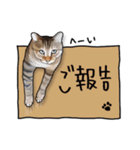 猫田風太郎、おかわり。（個別スタンプ：25）