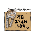 猫田風太郎、おかわり。（個別スタンプ：26）