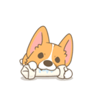 Corgi a collection（個別スタンプ：15）