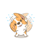 Corgi a collection（個別スタンプ：19）