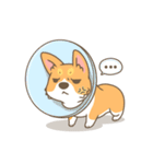 Corgi a collection（個別スタンプ：24）