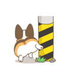 Corgi a collection（個別スタンプ：33）