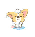 Corgi a collection（個別スタンプ：36）