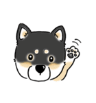 Shiba Inu "Hanapi" ＆ "Kinako" face type（個別スタンプ：11）