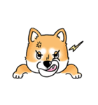 Shiba Inu "Hanapi" ＆ "Kinako" face type（個別スタンプ：26）