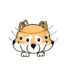 Shiba Inu "Hanapi" ＆ "Kinako" face type（個別スタンプ：34）