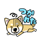 iinu 柴犬（個別スタンプ：10）