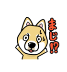 iinu 柴犬（個別スタンプ：32）